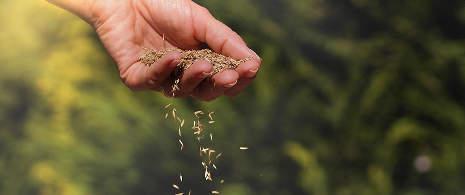 Seeds falling from a professional's hands for an overseeding service in Columbia, OH.