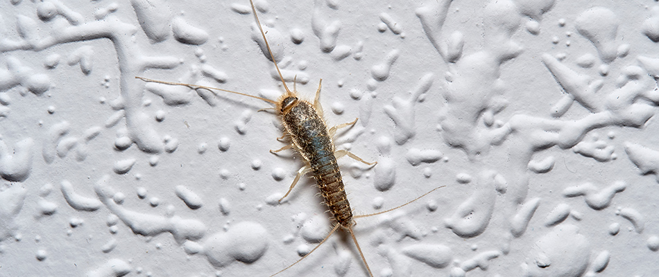 Silverfish insect crawling inside of a homeowner's home in Lewis Center, OH.