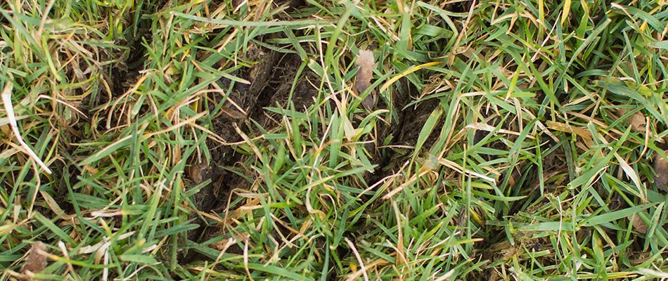 Slit seeded lawn in Grove City, OH.