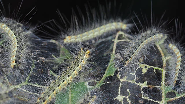 Sod webworms in a lawn in Delaware, OH.