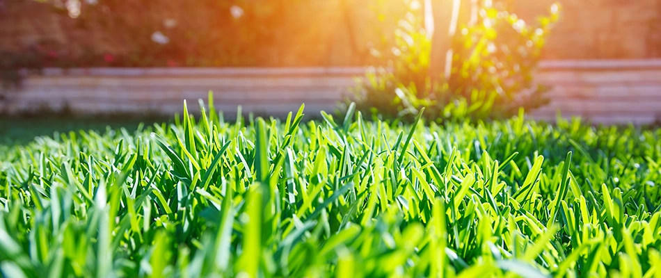 Sun peaking over healthy lawn in Delaware, OH.