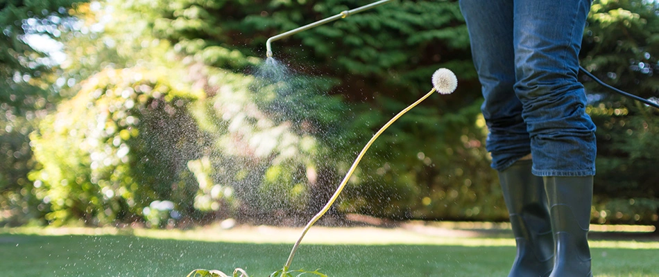 A technician applying post emergent to a dandelion in a lawn in Cleveland, OH.