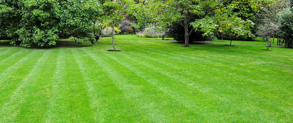 Thick, green lawn in Pickerington, OH.
