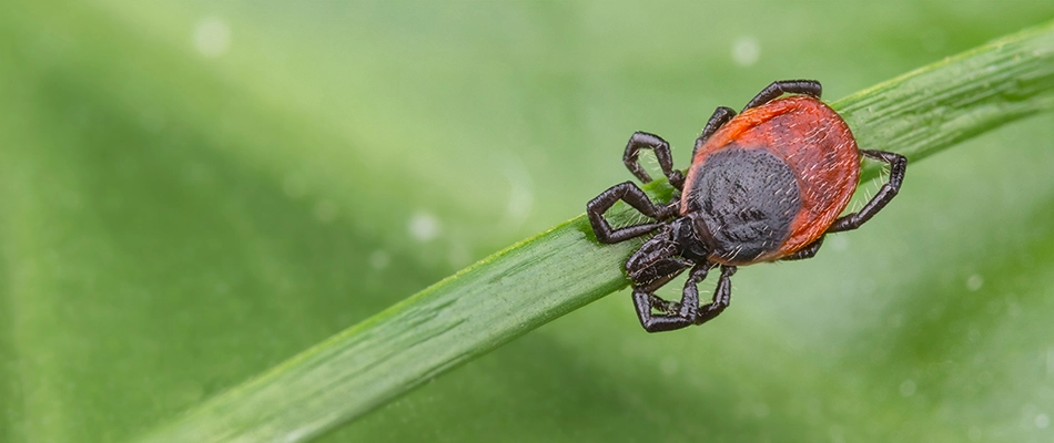 A tick found crawling on a grass blade in Lewis Center, OH.