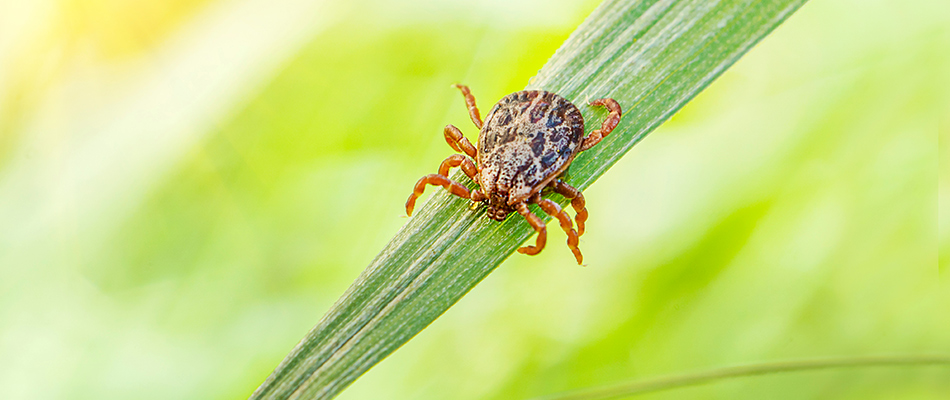 A tick found crawling in a lawn in Gahanna, OH.