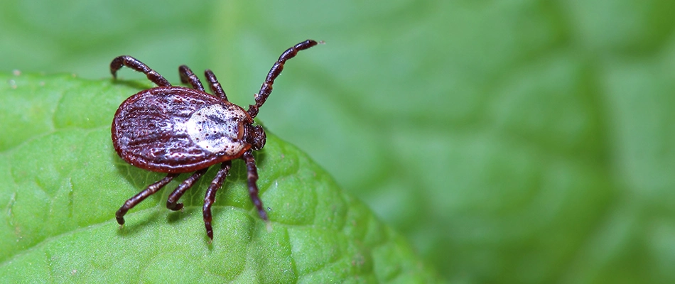 Tick crawling around in a lawn in Reynoldsburg, OH.