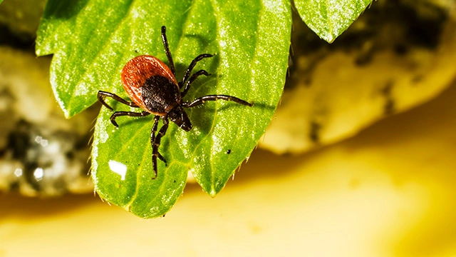 A tick found in a client's lawn in Westerville, OH.