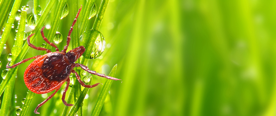 Tick in a lawn in Grove City, OH.