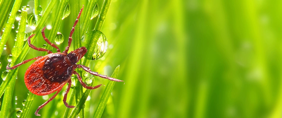 A tick found in a lawn crawling through grass blades in Grove City, OH.