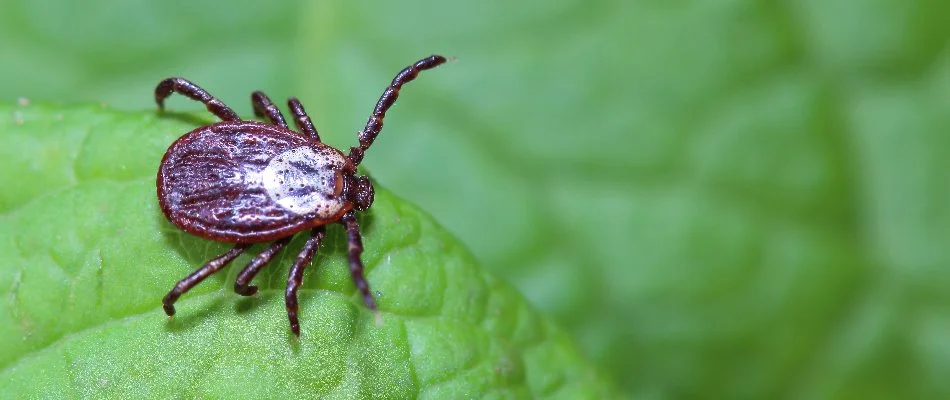 Tick in Pickerington, OH, sitting on a leaf.