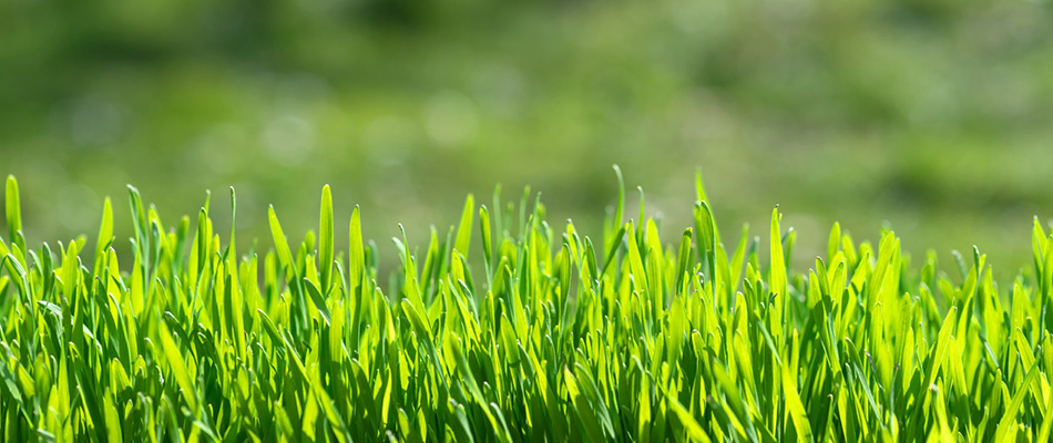 Vibrant grass blades in a lawn in Reynoldsburg, OH.