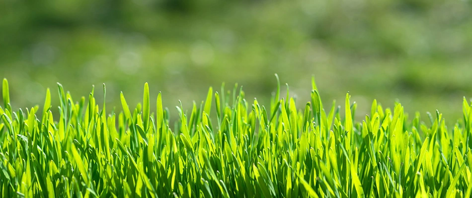 Vibrant grass blades in a lawn in Reynoldsburg, OH.