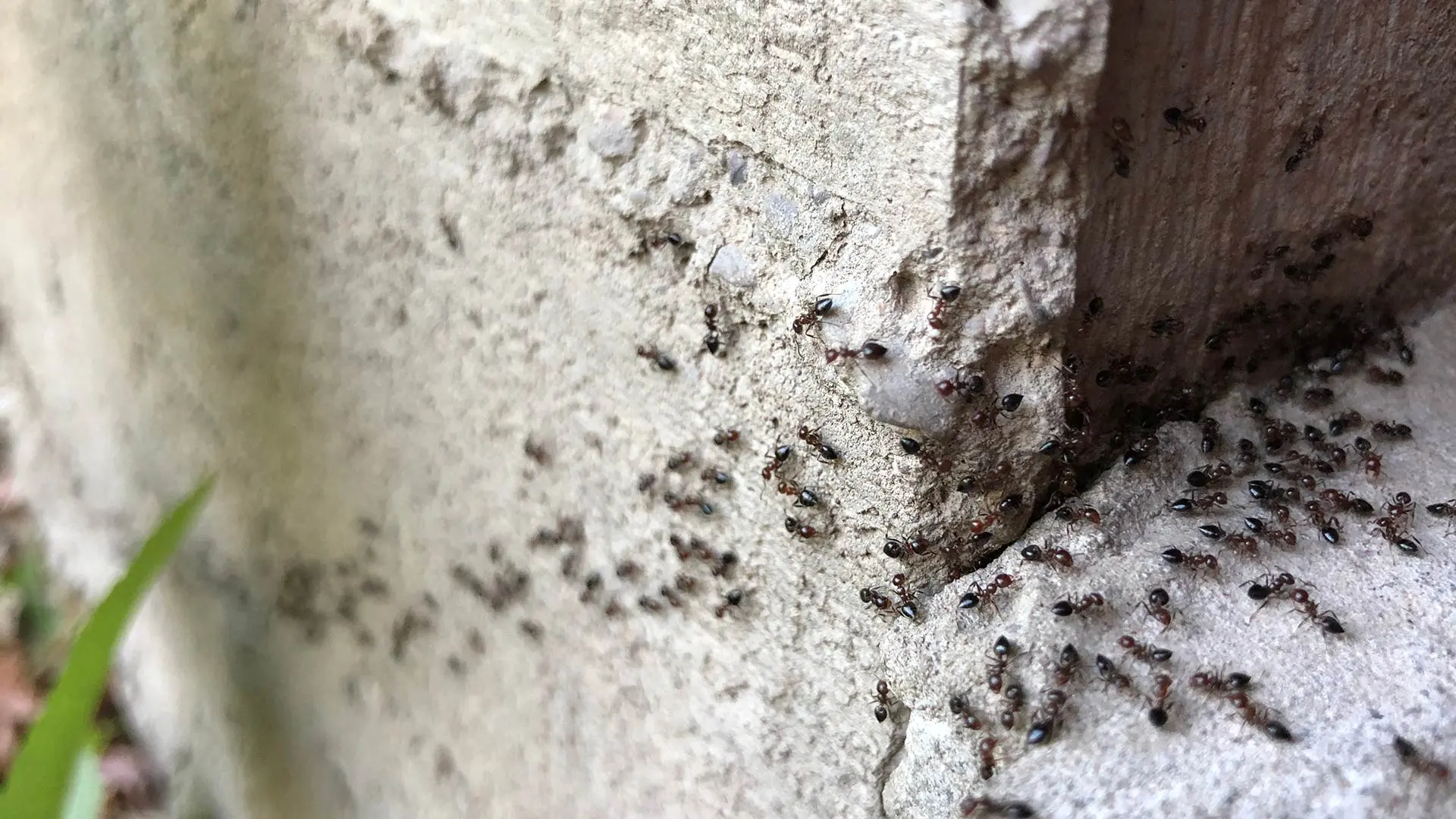 Ant infestation