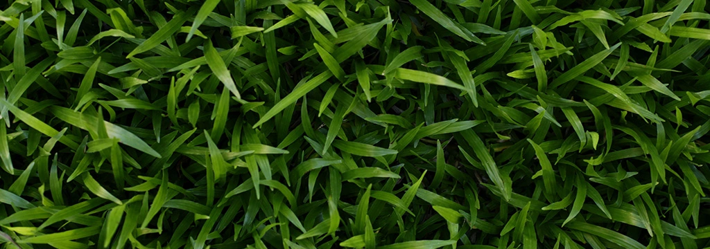 Healthy grass blades in Ohio.