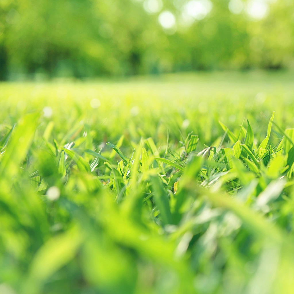 Sun over a healthy lawn in Ohio.