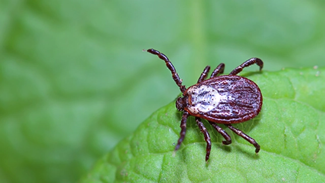 Tick found in a client's property in Ohio.