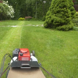 Short lawn cut.