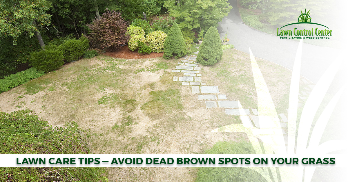 Lawn Care Tips - Avoid Dead Brown Spots On Your Grass