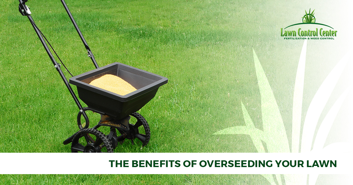 The Benefits Of Overseeding Your Lawn