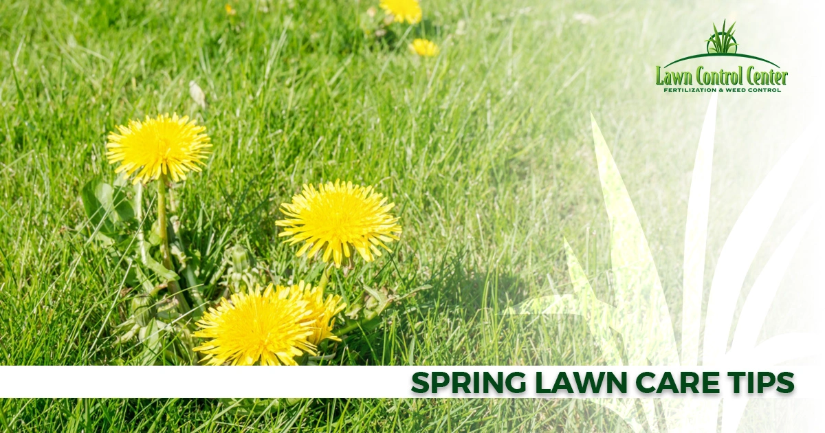 Spring Lawn Care Tips