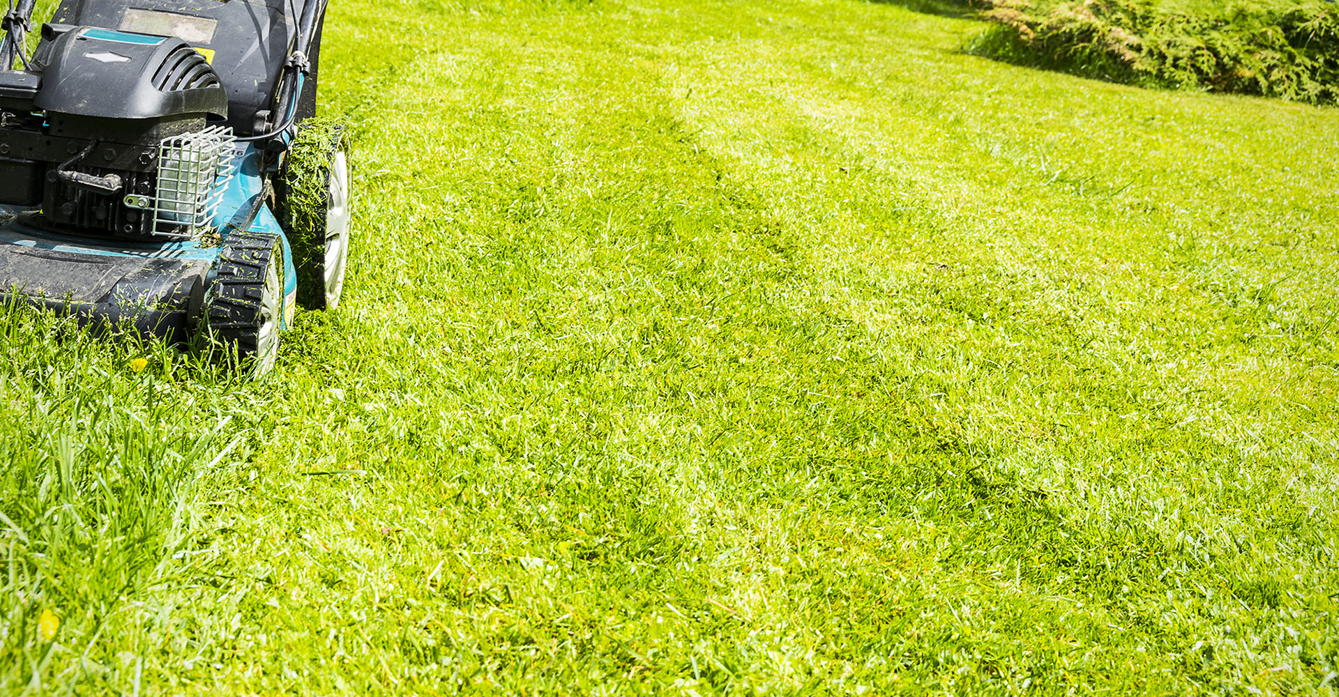 4 Things You Should Never Do To Your Lawn