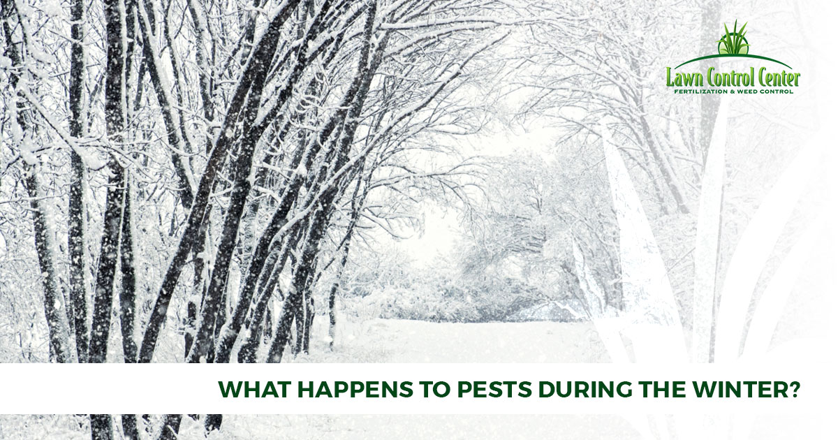 Pest Control In Columbus & Cleveland - What Happens To Pests During The Winter?